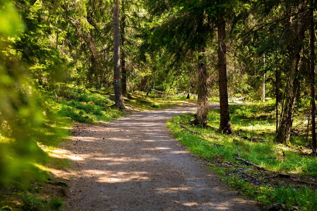 Image for Fast-growing Spruce Trees Show Promising Quality